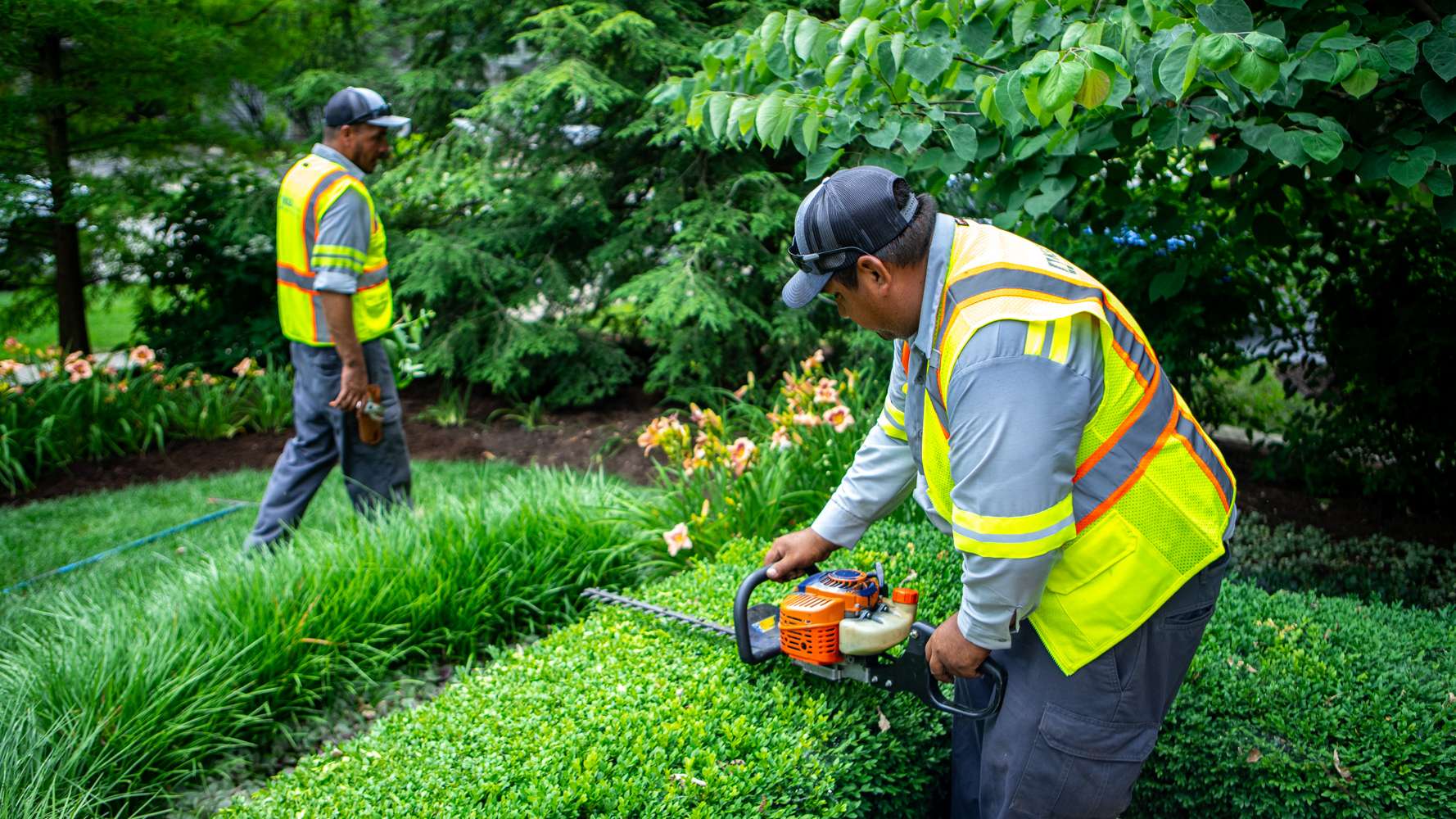 A landscaping crew trimming hedges and tending garden beds