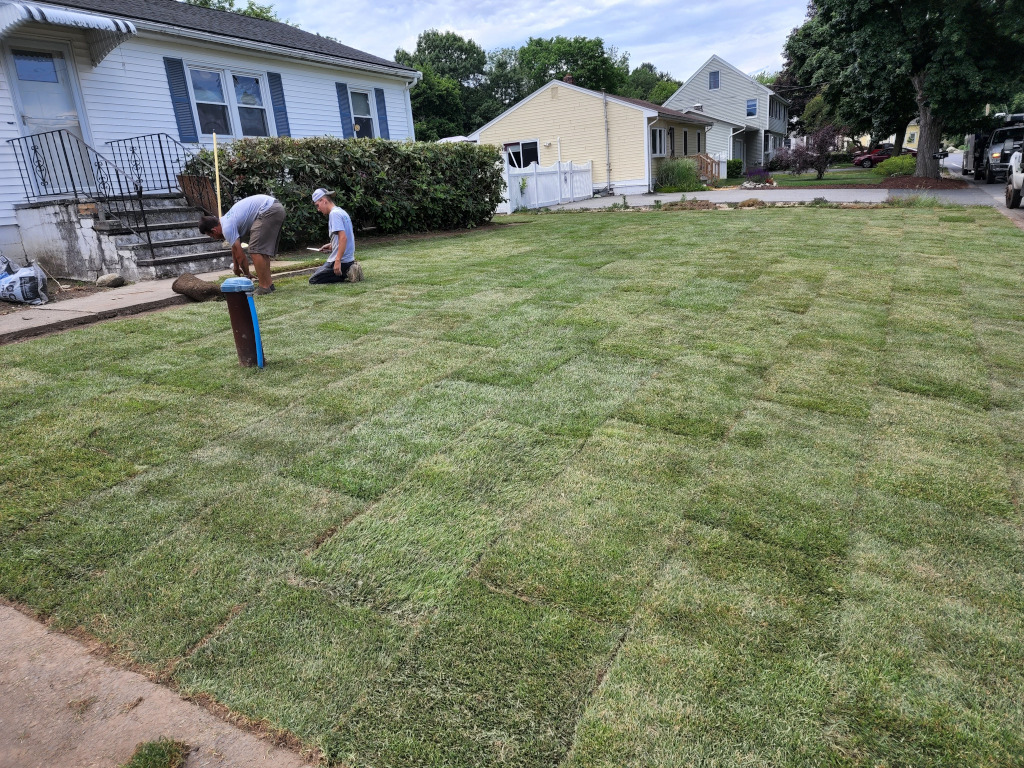 Crew members laying fresh sod squares across a front lawn
